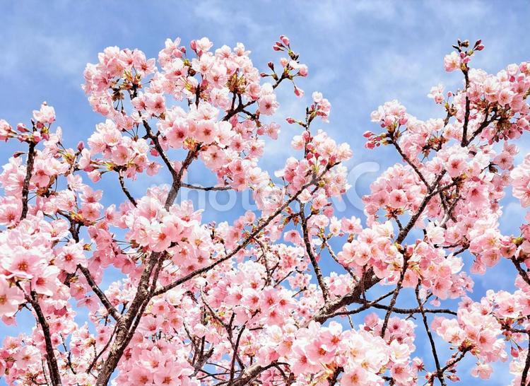 サクラ　ポジティブイメージ　02 サクラ,春,花の写真素材