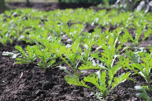 春菊の苗 春菊の苗 春菊,シュンギク,苗の写真素材