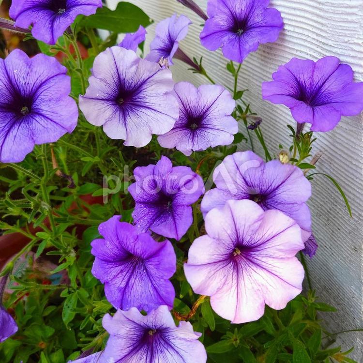 青紫色の濃淡のペチュニア ペチュニア,花,色の写真素材