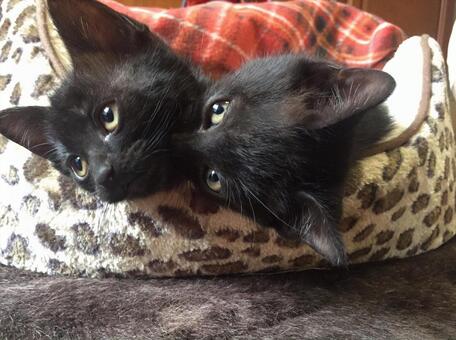 仲良し子猫の写真