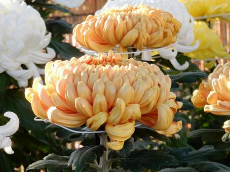 【風景写真】福山菊花展覧会の風景 キク,菊,菊花展の写真素材