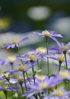 ミヤコワスレの写真