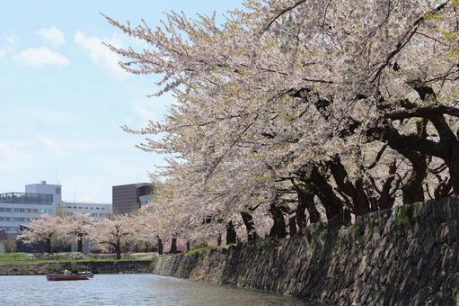 川の上から見る桜 川の上から見る桜 函館,五稜郭,函館五稜郭の写真素材
