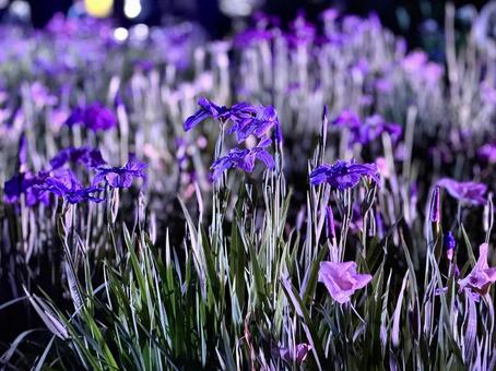 Horikiri Iris Garden at night Illuminated irises, JPG