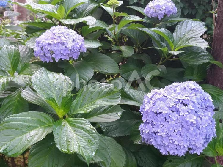 公園のあじさい あじさい,花,繊細なの写真素材