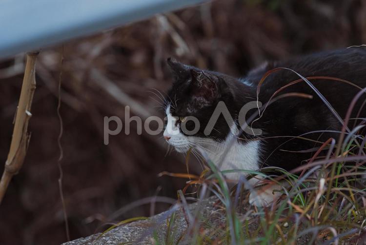 草むらでじっとするハチワレ猫 ハチワレ猫,地域猫,さくらねこの写真素材