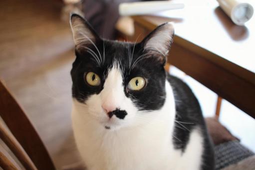 Black and white cat, JPG Black and white cat, JPG
