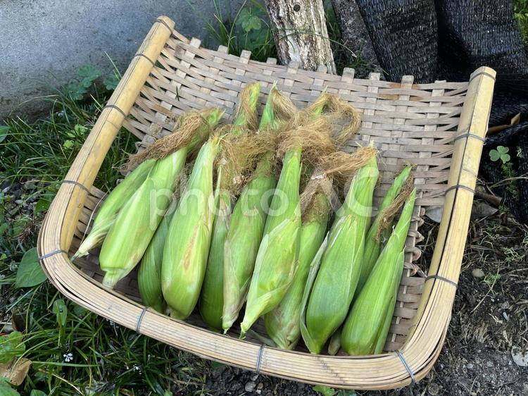 とうもろこし とうもろこし,コーン,皮つきの写真素材