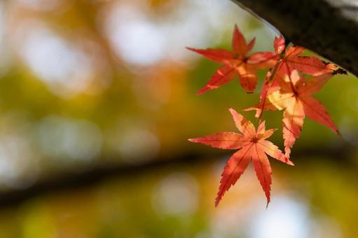 逆光に透ける真っ赤なもみじ 紅葉,もみじ,秋の写真素材