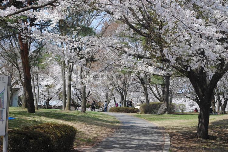 御代田町雪窓公園の桜 長野県,御代田町,雪窓公園の写真素材