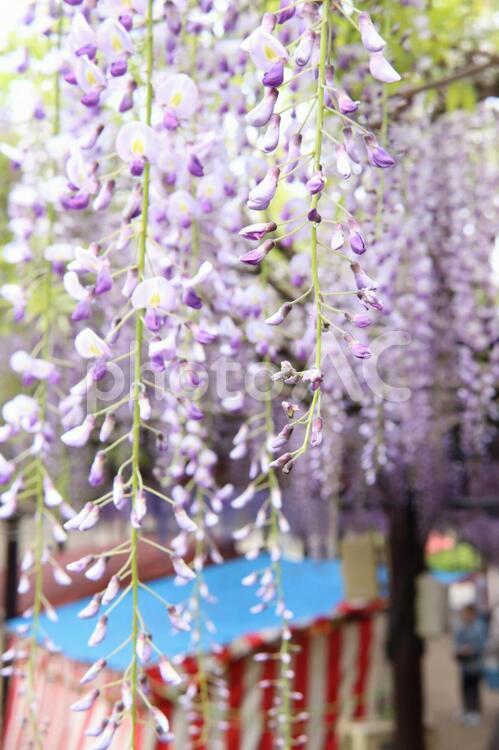 藤棚の下の屋台で　お祭り気分　藤の花 藤,ふじ,藤の木の写真素材
