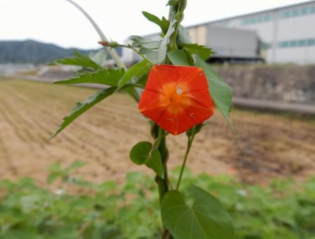 【花の写真】 マルバルコウソウ 【花の写真】 マルバルコウソウ マルバルコウソウ,丸葉縷紅草,花の写真素材