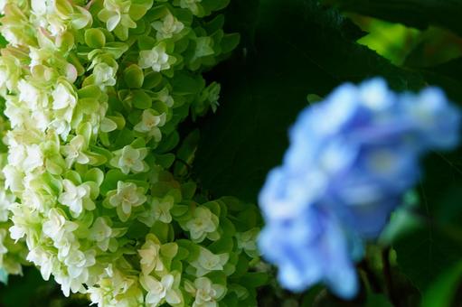 Oakleaf Hydrangea Flowers, JPG