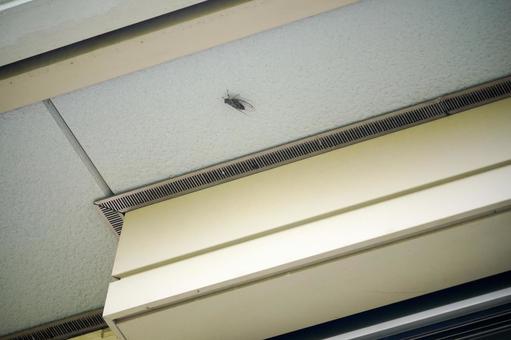Summer cicadas perched on the ceiling, JPG Summer cicadas perched on the ceiling, JPG