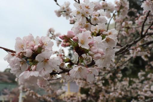 桜の花 2 桜の花 2の写真