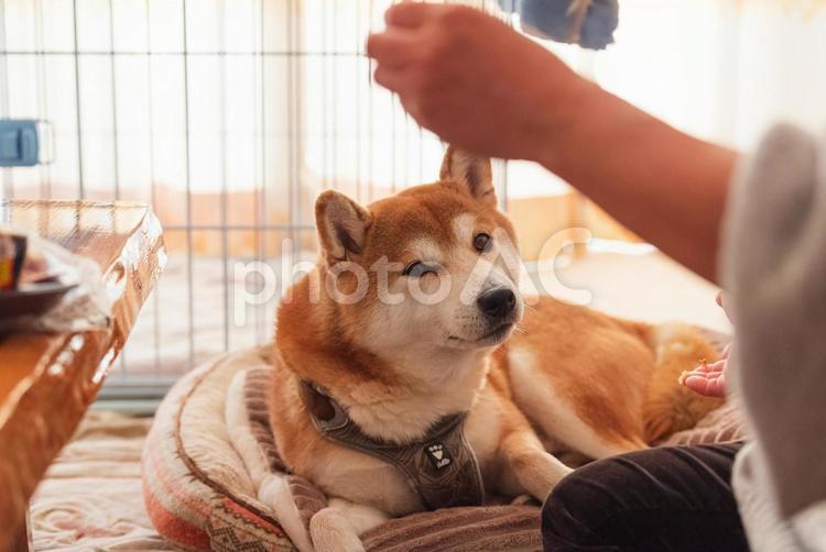 おやつがほしくてウズウズしている柴犬 柴犬,しばいぬ,日本犬の写真素材