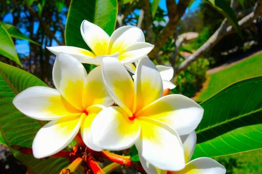 プルメリア 32 プルメリア,フランジパニ,花の写真素材