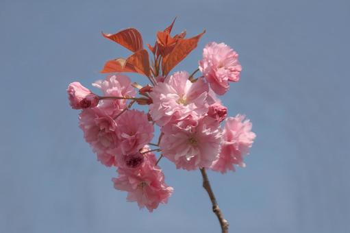 八重桜 八重桜の写真