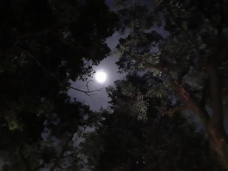 森の間から見える月 森の間から見える月の写真