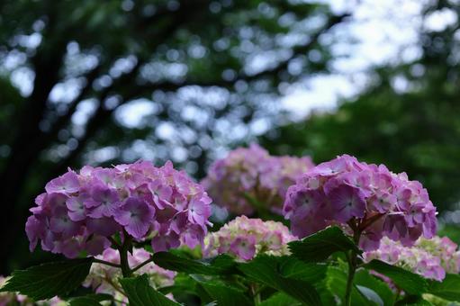 Photo, hydrangea, flower, hydrangea plant, 