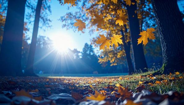 青空に映える秋の木漏れ日の写真