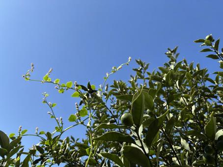 つるむらさきの花と、金柑の木の枝と青空 つるむらさきの花と、金柑の木の枝と青空 金柑,金柑の木,庭の写真素材