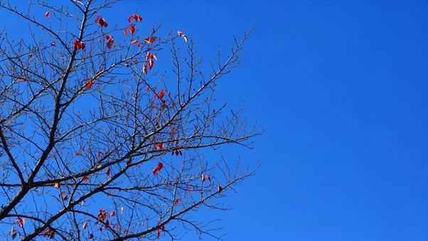 紅葉・秋の哀愁 紅葉・秋の哀愁 紅葉,枯葉,秋の写真素材