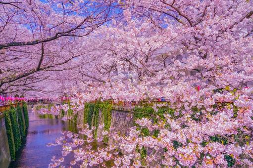 中目黒の満開の桜 目黒川,目黒川の桜,桜の写真素材