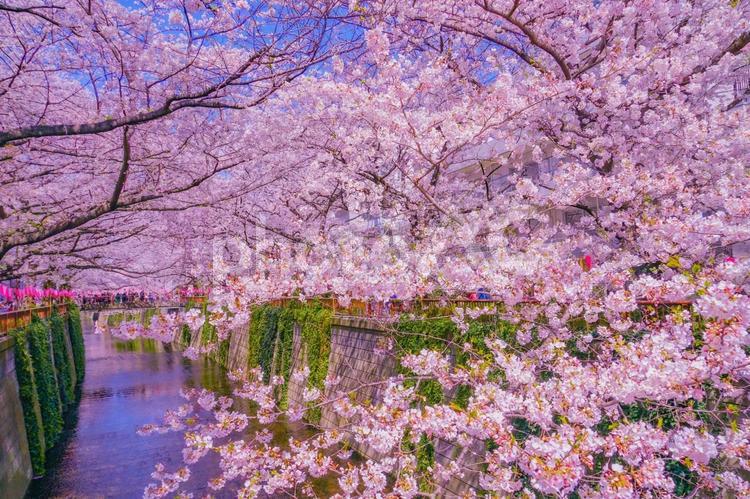 中目黒の満開の桜 目黒川,目黒川の桜,桜の写真素材