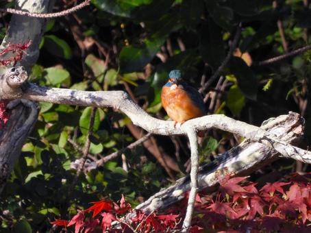モミジの枝にとまったカワセミ カワセミ,鳥,鳥類の写真素材