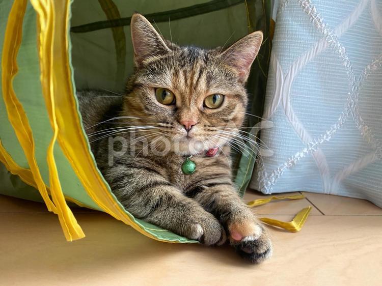 猫-覗き見する猫 猫,ねこ,キャットの写真素材