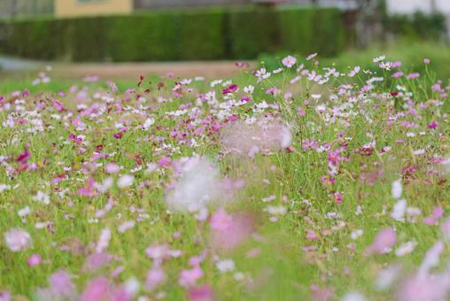 Colorful and beautiful cosmos field, JPG