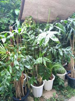傷んだ捨てられてしまう観葉植物 訳あり 傷んだ捨てられてしまう観葉植物 訳あり 大型観葉植物,観葉植物,訳ありの写真素材