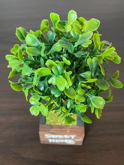植物, JPG 植物, 植物, 花盆, 裝飾, JPG