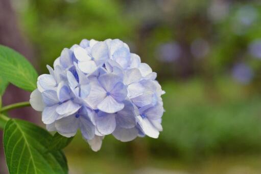 淡いブルーの紫陽花 淡いブルーの紫陽花の写真