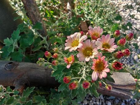 小菊 庭,ガーデニング,秋の写真素材