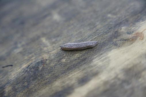 木の上を這うナメクジ ナメクジ,軟体動物,生物の写真素材