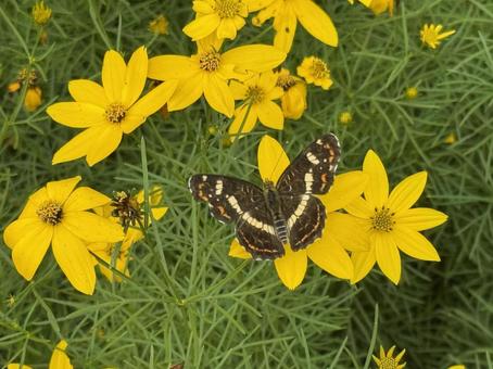 花 花 黄色のはな,花,屋外の写真素材