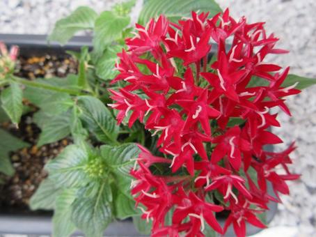 Red Pentas 003, JPG Red Pentas 003, JPG