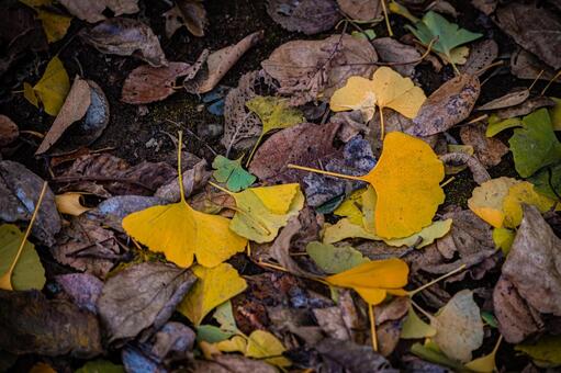 札幌　秋の落葉の風景 北海道,北,札幌市の写真素材