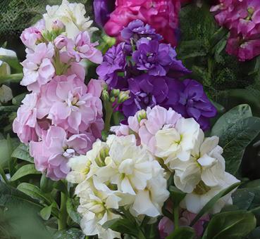 結婚式のブーケ ストック,花,flowerの写真素材