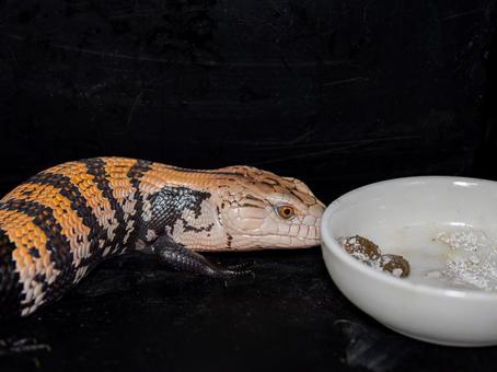 餌を食べるアオジタトカゲのアップ 餌を食べるアオジタトカゲのアップの写真