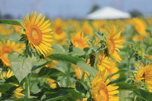 ひまわり畑 ひまわり畑 ひまわり畑,向日葵,夏の写真素材