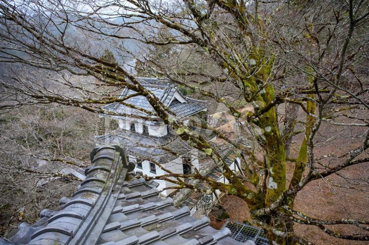 郡上八幡城 郡上八幡城,城,郡上市の写真素材