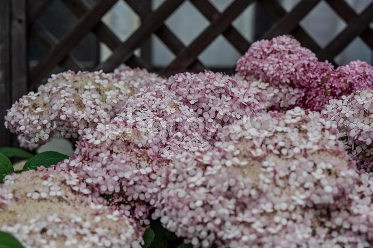 指扇駅周辺の景色 アジサイ,紫陽花,花の写真素材