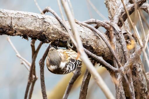 コゲラ(32) 鳥,コゲラ,キツツキの写真素材