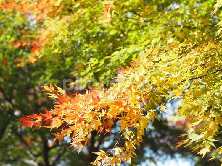 紅葉が綺麗なモミジの風景写真 枝,木の枝,枯れ木の写真素材