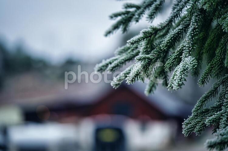 冬の凍った樹木のある風景 冬,凍る,樹木の写真素材