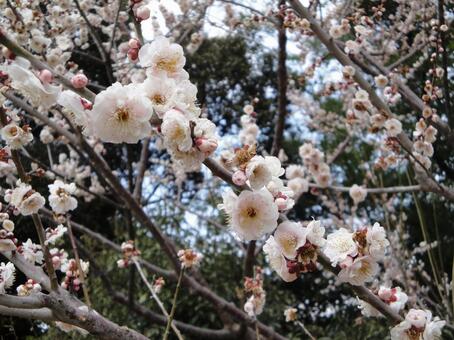 梅の花の写真