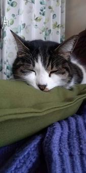 寝るねこ 寝るねこの写真